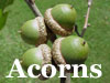 Acorns - a reference