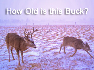 aging whitetail deer
