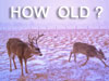 Aging Deer