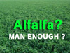 Are you MAN ENOUGH for Alfalfa?
