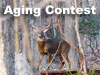 Deer Aging Contest 1
