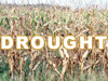 2012 Drought - Food Plot Strategies