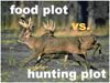 Food Plot vs. Kill Plot?