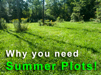 Spring and summer Food Plots?