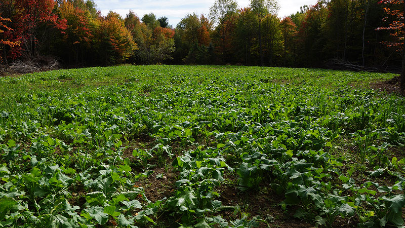 Micro Food Plots