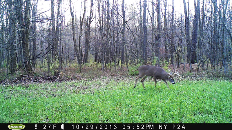 Micro Food Plots