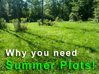50 LBS Spring/Summer Food Plot Mix: Millet, Sunflower, Sorghum, Cowpeas For Deer & Turkey