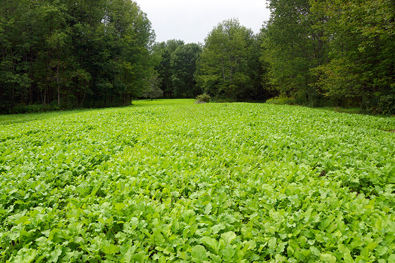 Results of our 2012 Brassica Plot using Whitetail Institute's