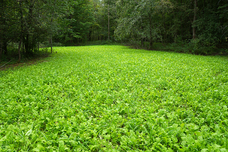 Food Plot Review 2014 Radish, Bob Oats, Ladino Clover