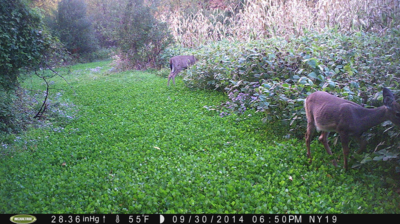 Food Plot Review 2014 Real World Soybeans By DeerBuilder