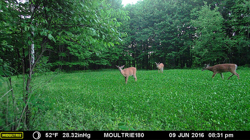 Planting Clover for Deer Food Plots: Boost Wildlife Habitat