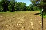 Soybeans are emerging