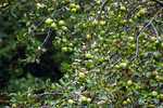Ridiculous amount of apples this year