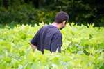 Soybean Plot - September 