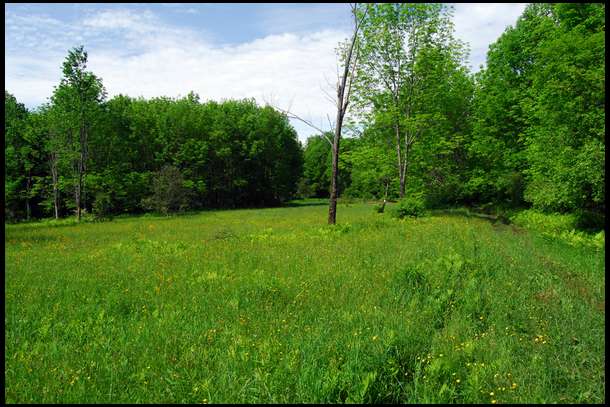 This was our favorite field. It is away from human activity, close to very thick areas, and next to a magnificent wild apple orchard.

This will be food plot 2. Not sure what we will plant here yet.