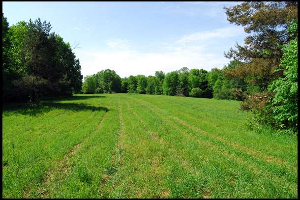 This is Field one, our largest field. It was well cared for and includes a shooting house built by the previous landowner.  It is all grass now.

This will likely be our main food plot area. However, since it is close to the hub of human activity I think we'll plant brassicas and other winter plots here to start off with.