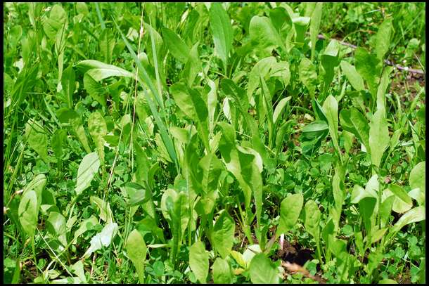 This particular area shows fantastic growth on our chicory. For some reason we have pockets of high density chicory, and pockets of high density clover.  