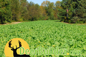 Growing Food Plots on DeerBuilder.com