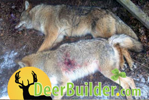 Growing Food Plots on DeerBuilder.com