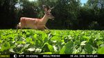 Can't keep the bucks out of my Soybeans 