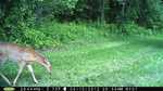 First Trailcam Pics of the Season