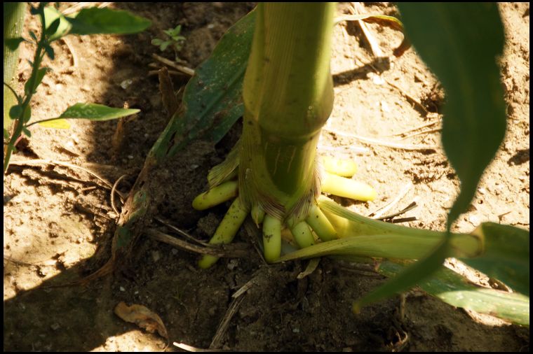 Stalks are strong and well positioned for ear growth.