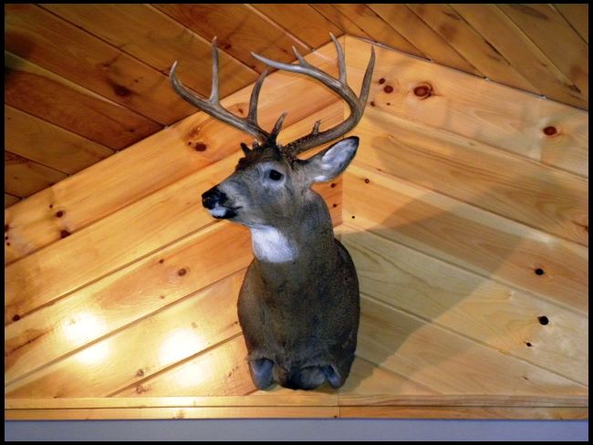 Belvedere Mountain Taxidermy did the work.