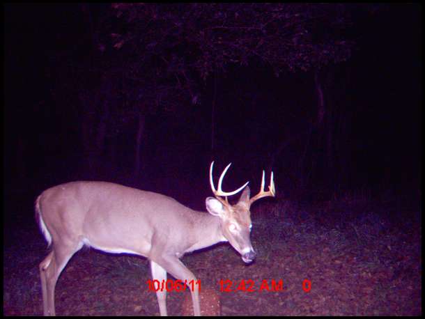 Average large buck seen 2011