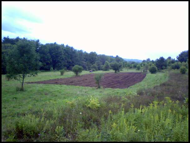 Food Plot.
had a doe and fawn come right out when I was tilling it up. they did not care at all.