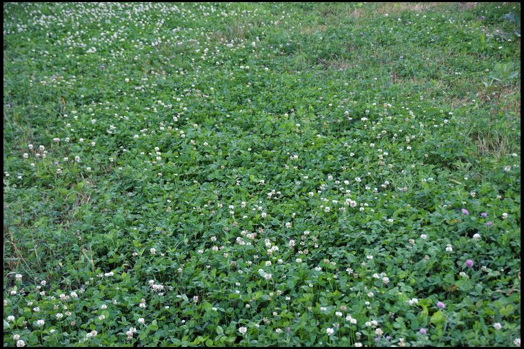 This clover responds very well to close mowing. We trim it to 2-3