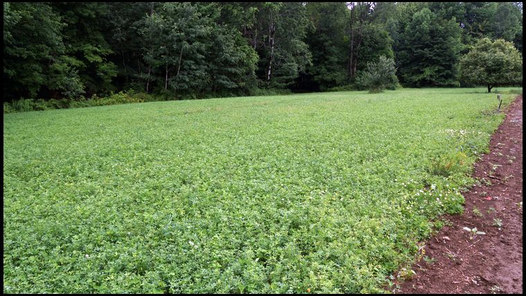 Here is my Alfalfa plot on July 9th, 2016. Here are the steps. I sprayed Clethodim and 2,4DB twice. Once in late May, once in Mid June. I also mowed it once in Late June.